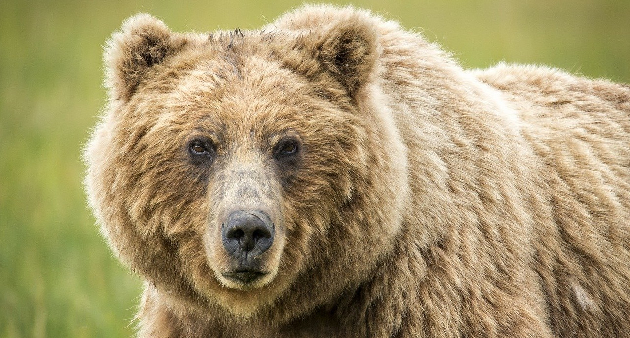 Bärenangriff vermeiden