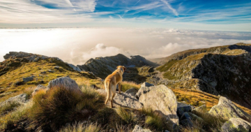 Hiken mit Hund wandern