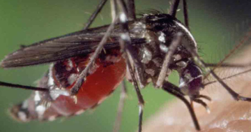Mückenstiche verhindern Tipps