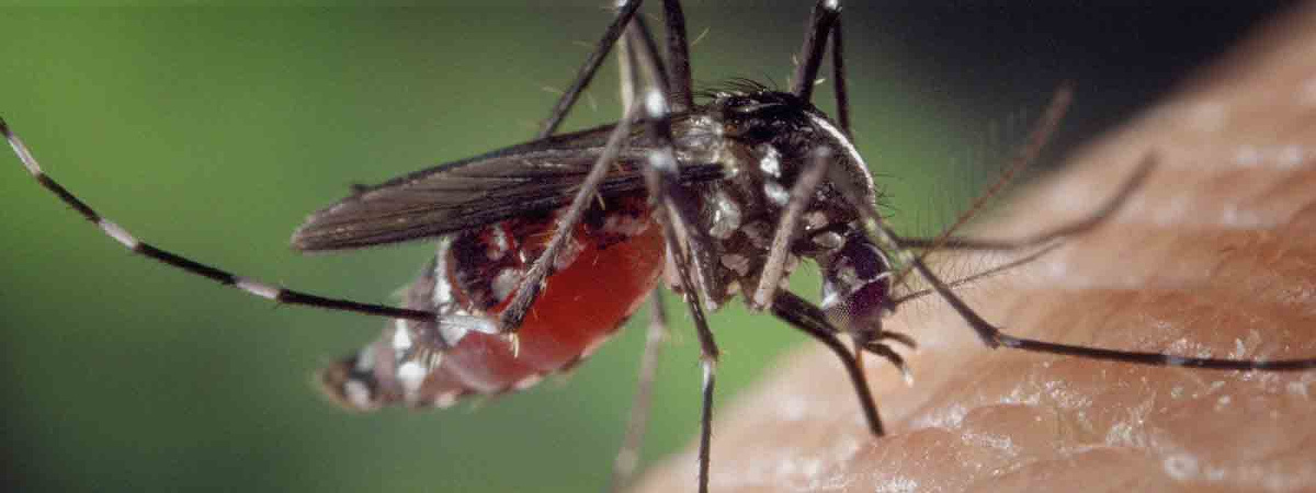 Mückenstich Verhindern