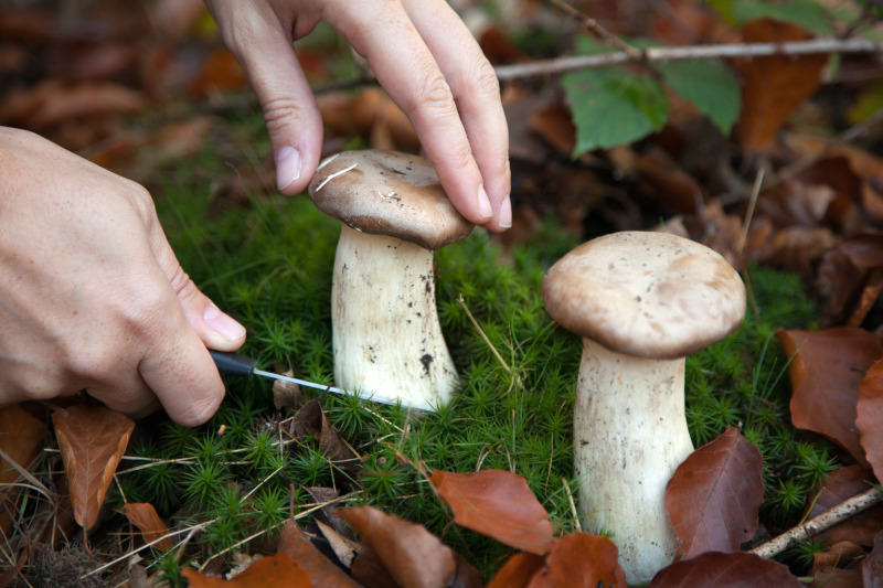 Pilze sammeln: Diese Outdoor-Aktivität liegt voll im Trend