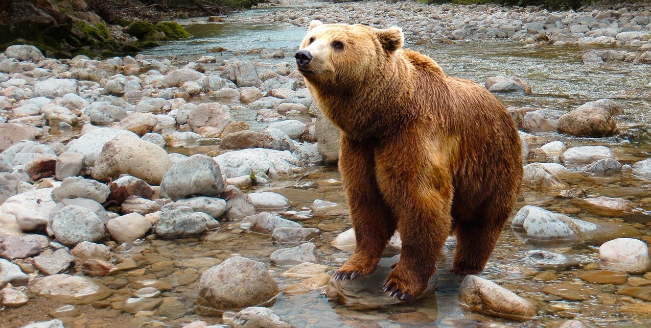 Verhalten bei Bärenngriffen
