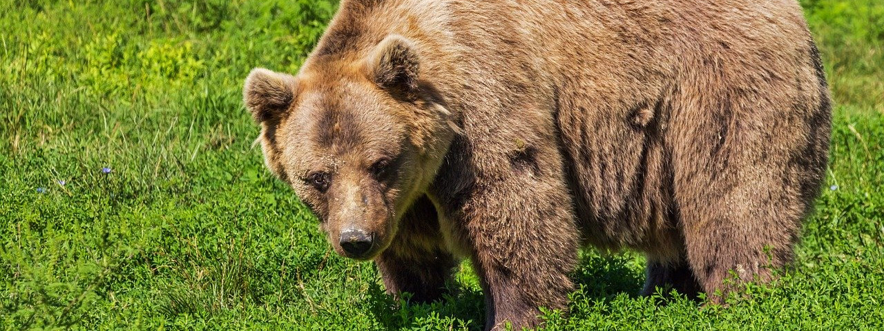 Verhalten in Bärenregionen - Tipps und Tricks